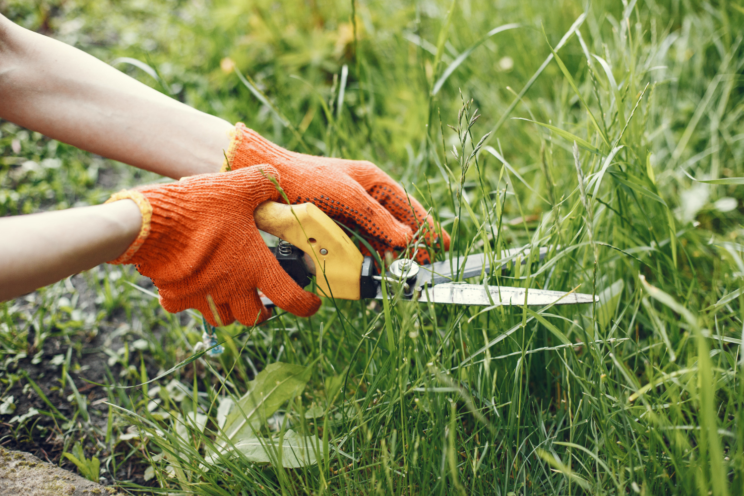 trimming weeds