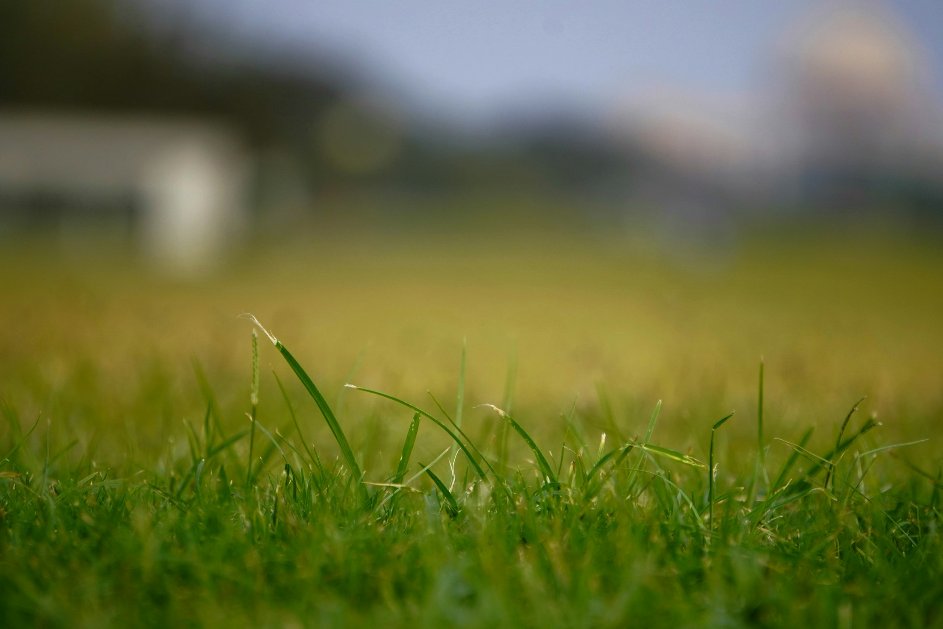 crabgrass