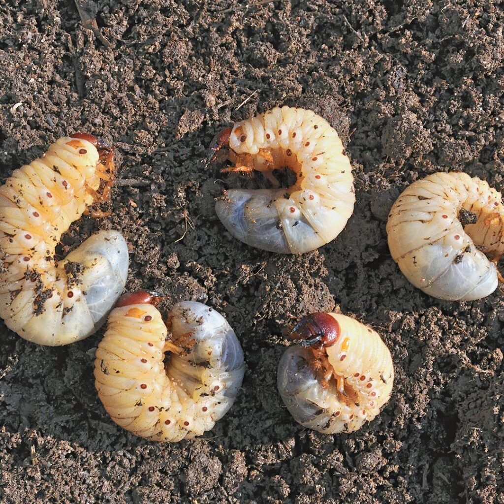 white grubs in lawn