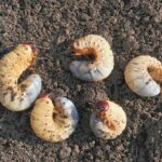 white grubs in lawn
